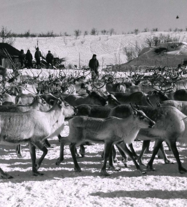Herd of reindeer walking through the snow